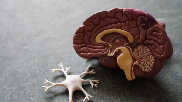 Brain model and neuron figure